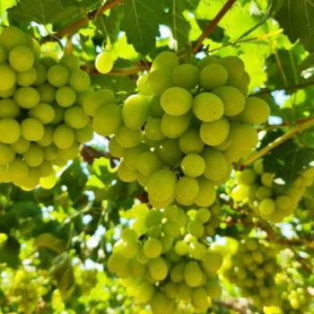 Grapes