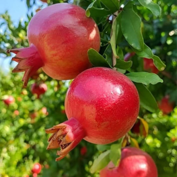 Pomegranate