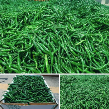 Green Chillies