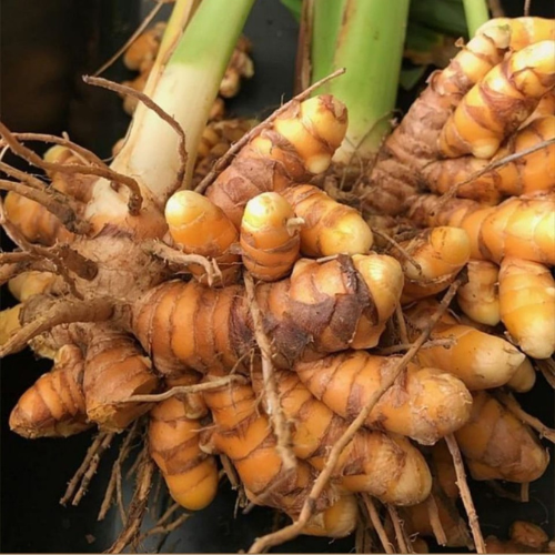 Turmeric Fingers